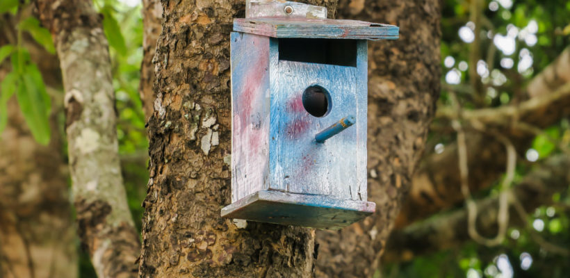 Design and Technology Birdbox Project